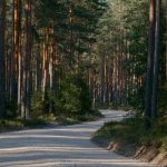 A serene, sunlit forest path winding through tall trees in a tranquil woodland setting.