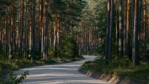 A serene, sunlit forest path winding through tall trees in a tranquil woodland setting.